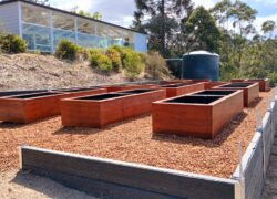 bedurveg-timber-gardenbeds-gallery-5